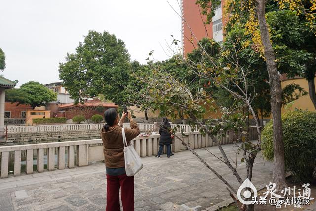网传东湖公园大规模蜡梅开，假的！