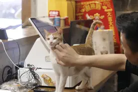 治愈系天花板！这家火锅店专门招待流浪猫，“老板”还不是人图片