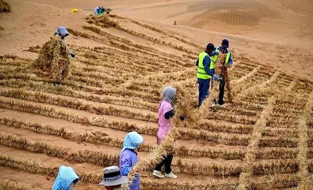 西方媒体：中国不可怕，可怕的是中国成为首个“消灭”沙漠的国家