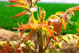 香椿种植真能年入万元？老农揭秘高收益背后的操作细节！图片