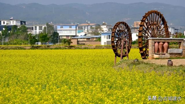 建水稻田公园油菜花海进入最佳观赏期 盛放美景引客来