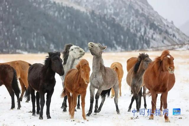 这个冬天 来张掖山丹马场看壮美静谧的冬日画卷