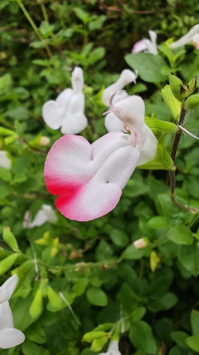 繁花似锦的秋天