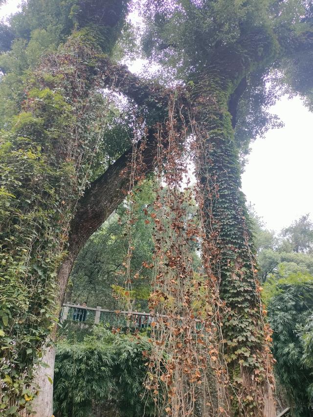 湘粤赣之旅（九）：长沙橘子洲·爱晚亭记