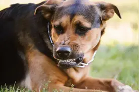 纪实:上海男子狂犬病发作去世，生前已打疫苗，为什么人还是没了图片