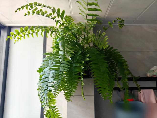 阴花不能进阳宅，家里若有这5种花，请赶紧“搬出去”！
