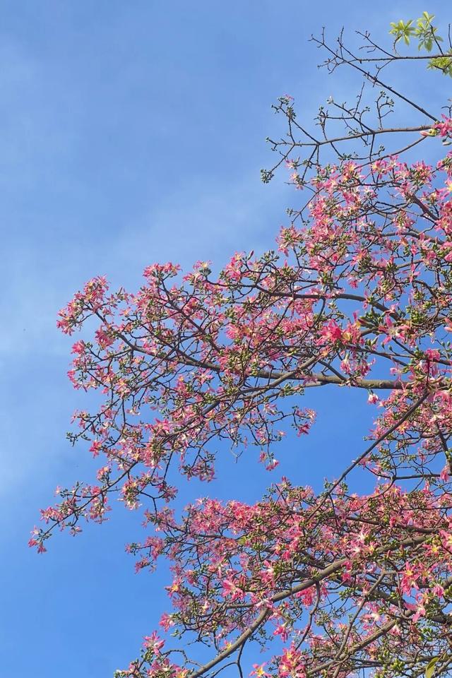 龙岗秋冬浪漫打卡指南来了！瀑布花海、空中花路…这份粉色攻略快收好！