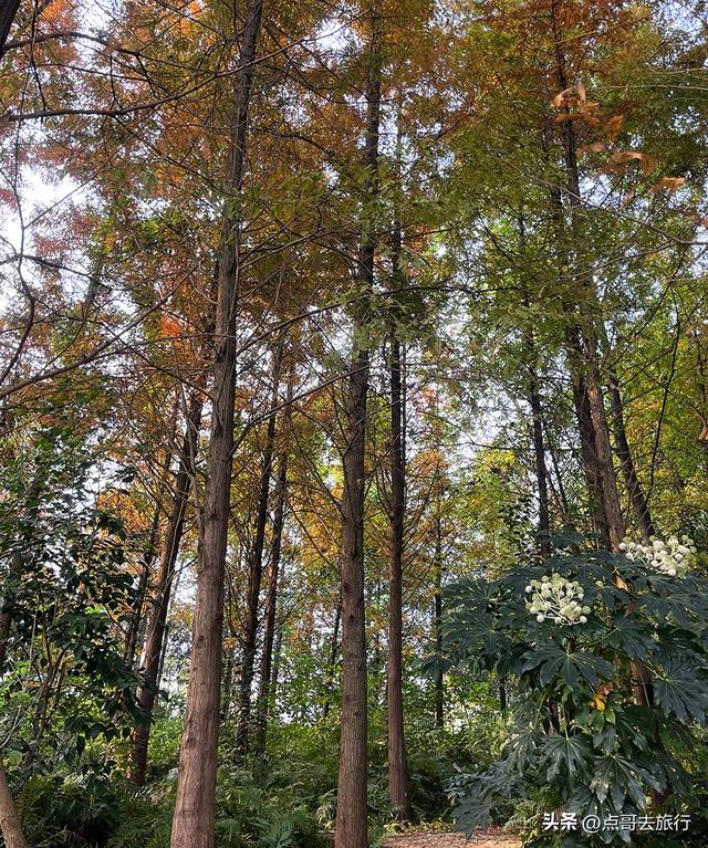 成都最美水杉红了，染红了湖面，不要门票，地铁公交直达！