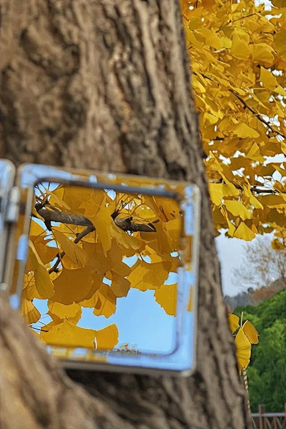 “植愈力”满分！金坛茅山秋冬植物大赏~