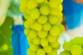 葡萄届的“爱马仕”来了！到苏州北太湖，“萄”醉一夏！图片