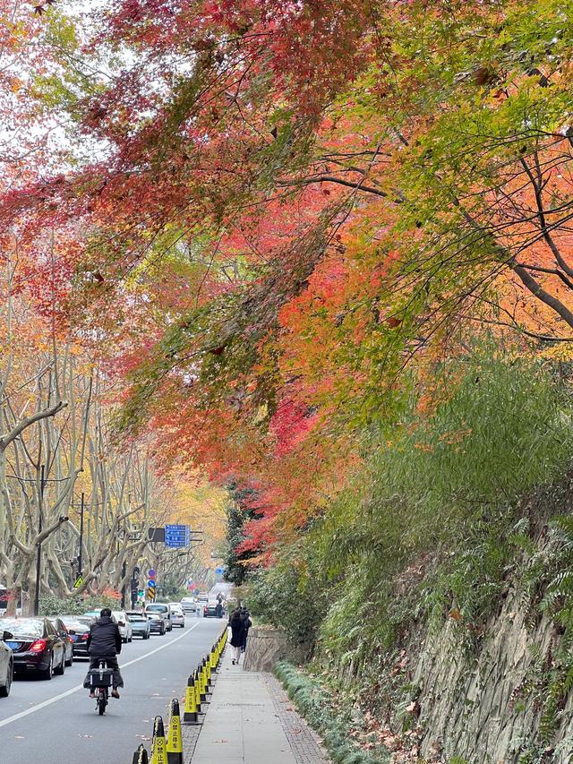 如花如画，每年一见的杭州红叶季到了，错过再等一年。