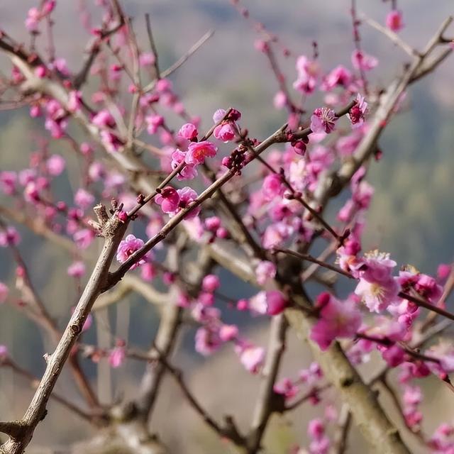 春染徽县｜收藏春日的温柔与美好