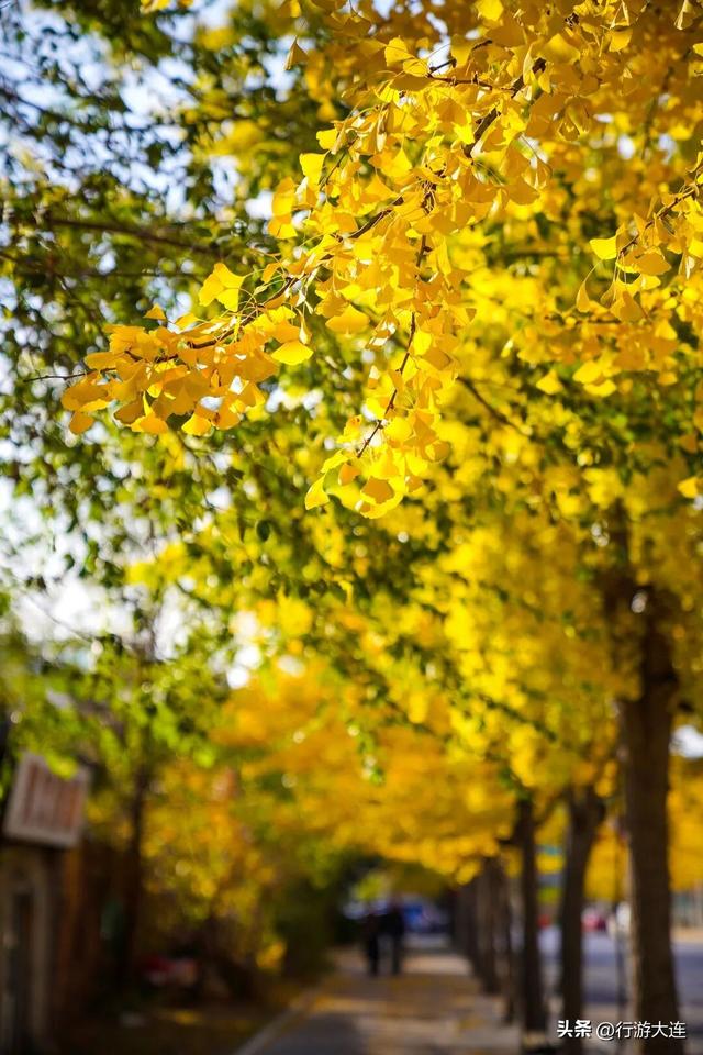 抓住这场金色盛宴！银杏“出片季”正式开启！