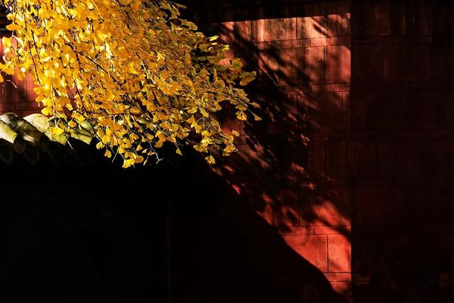 好看！好拍！🤩成都秋日银杏打卡攻略请收好~