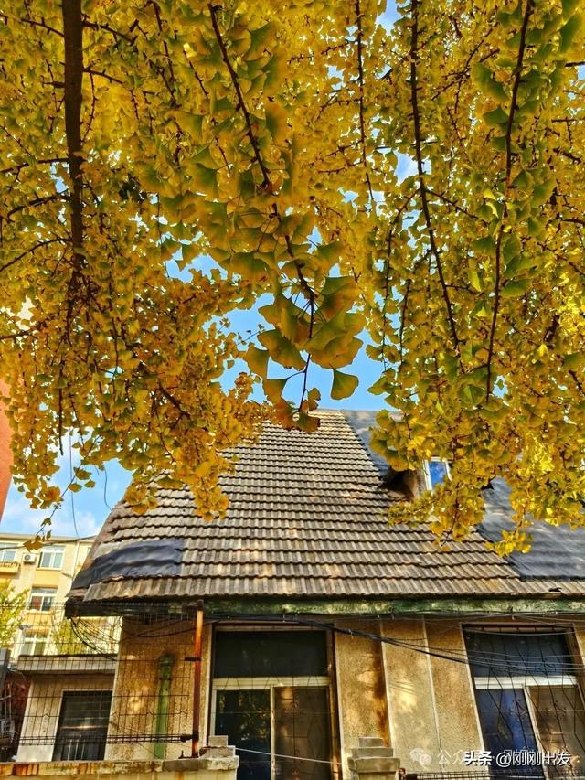大连网红老街这棵银杏树火了，快来打卡吧