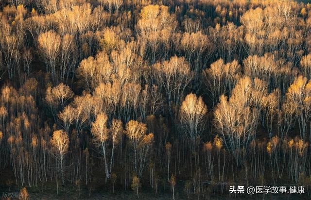 山风掠过白桦林