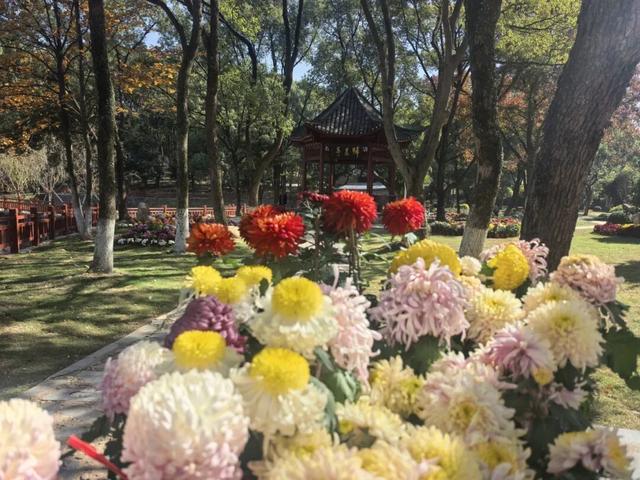 太美了！九江人私藏的赏菊地，错过等一年