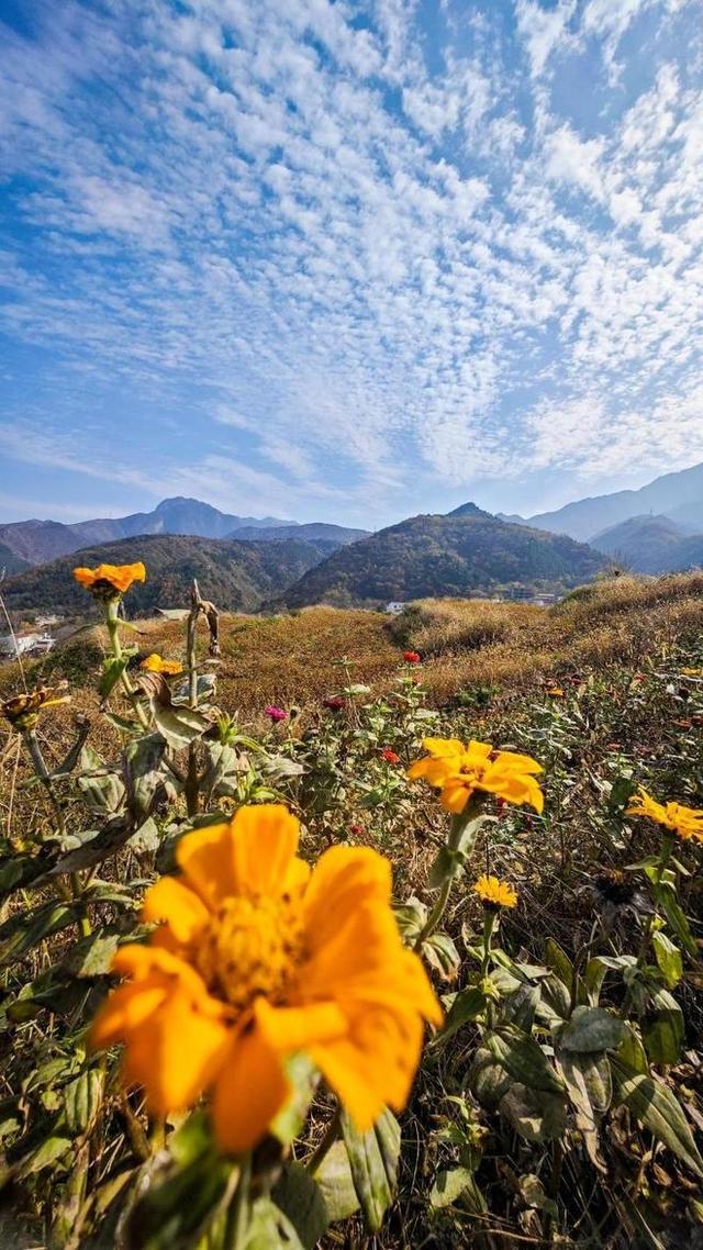 西安:秦岭脚下荞麦香 峪口村畔好风光