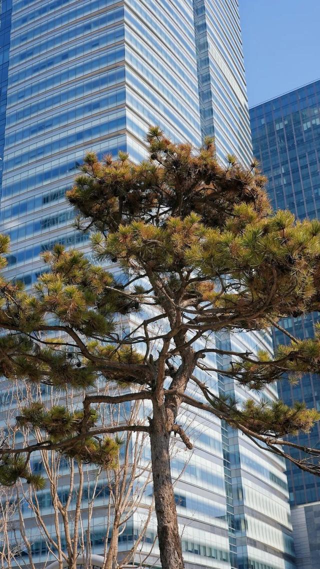 终于等到！北京CBD核心区公共绿地广场开放了！