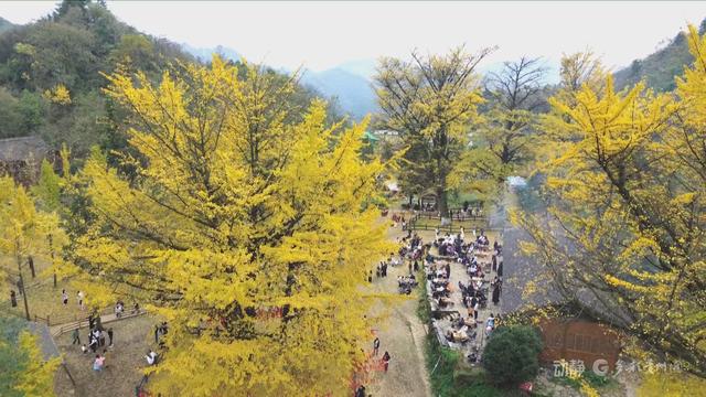 初冬“杏”韵：邂逅贵州的金色浪漫