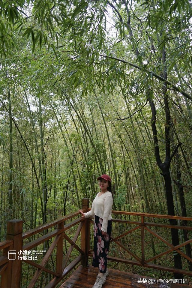 西安秦岭深处惊现“绿野仙踪”！这片竹海秘境又美又仙，你去了吗