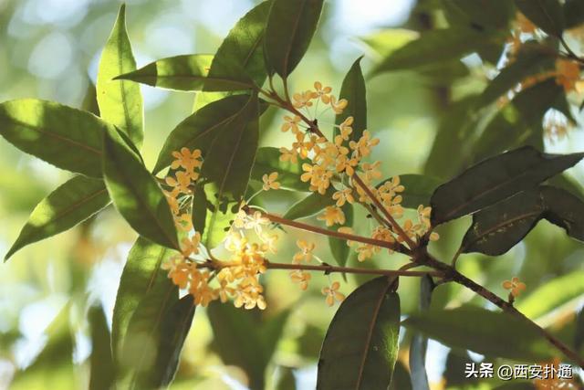 上一个晴天，为你“抢收”了5片金灿灿的桂花
