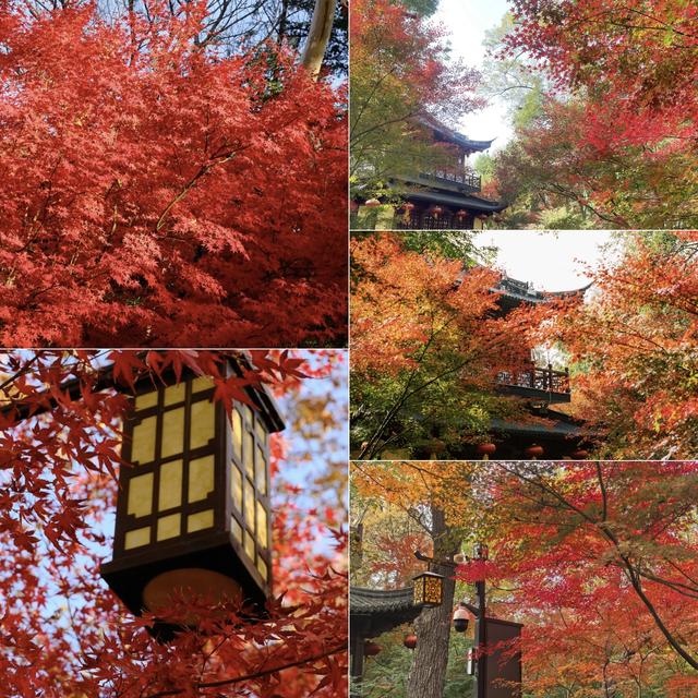 栖霞山的枫叶，红红火火，亮亮堂堂，简直美疯了！