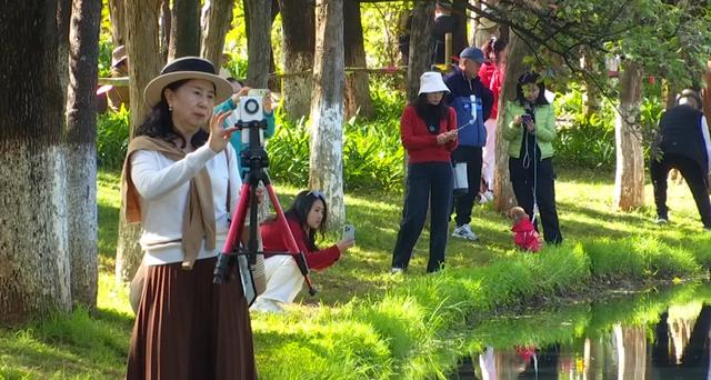 小众秘境!昆明版“塞纳河畔”,水杉红透半边天