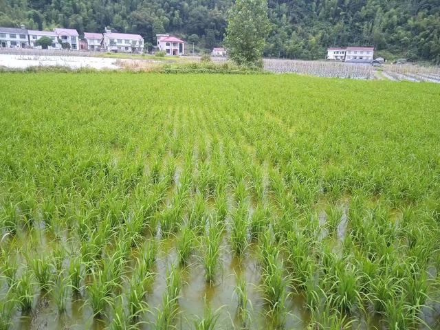 端阳喜伴小溪河，独有诗心迷远足——徒步小溪河散记（一）