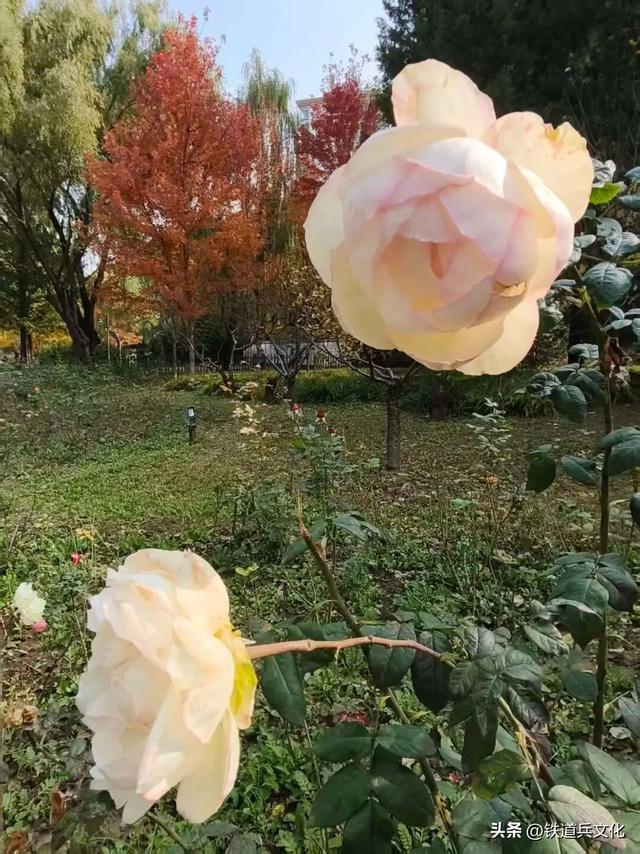 崔纪松诗歌：不负时光(外七首)