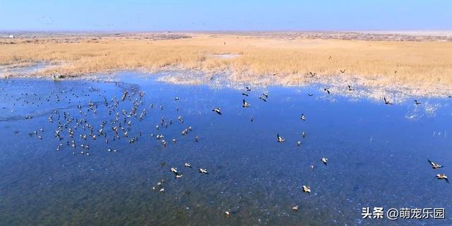 天山南麓现奇观，野鸭成群越冬，西北严寒中绽放生命奇迹