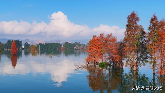 天晴就去！鸥鸟翩跹，这个免费国家级公园，藏着昆明最美的冬天