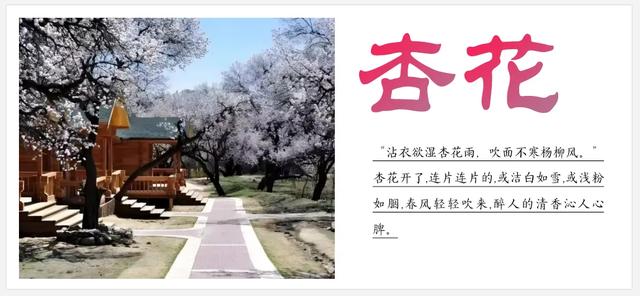 听劝!来呼和浩特赏花吧,四季可约~
