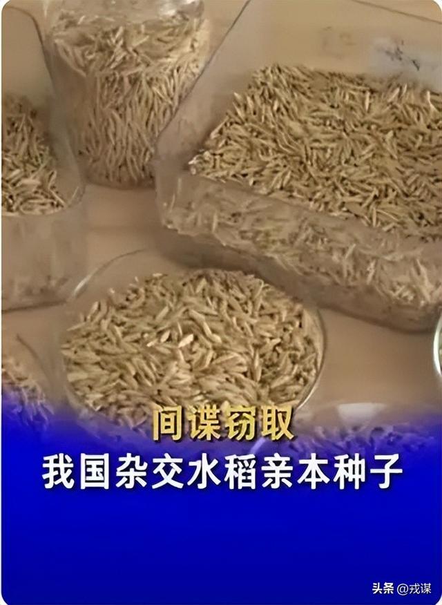 比丢导弹还危险？间谍在我国偷亲本种子，真能卡中国饭碗脖子！