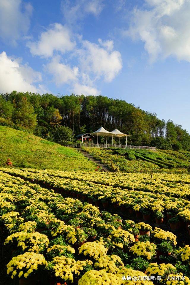 麻城旅游：2025年金秋，麻城五脑山菊花大观园福菊飘香，花海烂漫