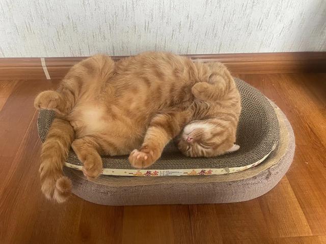 笑死了！主人展示25斤布偶猫引热议，网友：我这19斤的再加加餐？