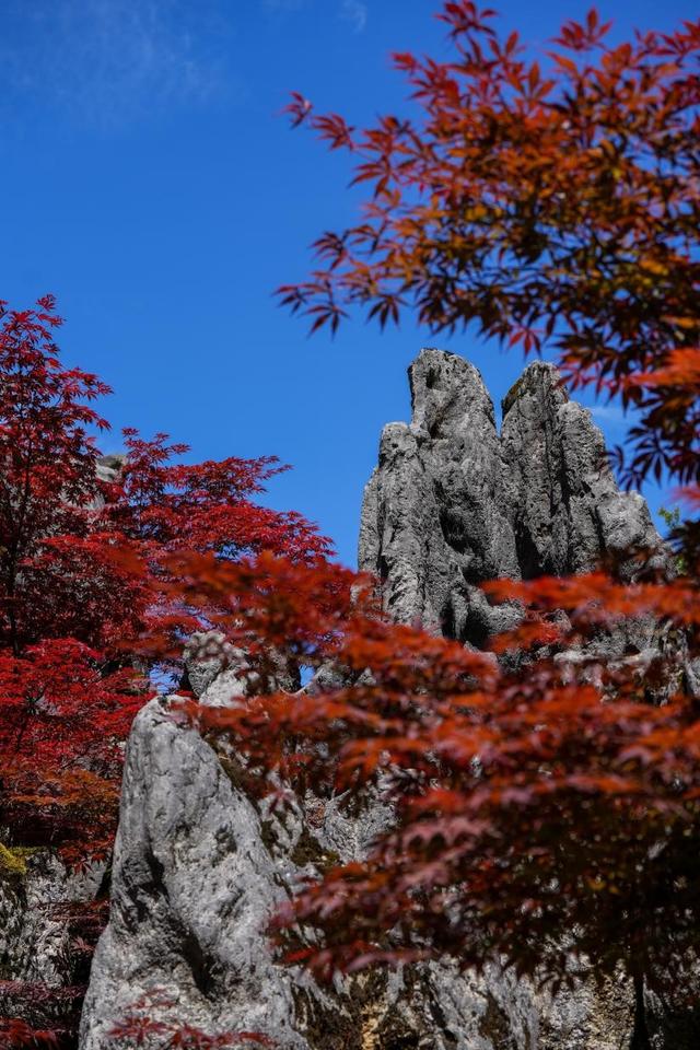 【雄奇山水 冬韵武隆】彩叶织锦·山野层林映画