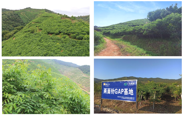 前锋三九银田南药园正式上线“乐游广东”文旅地图！