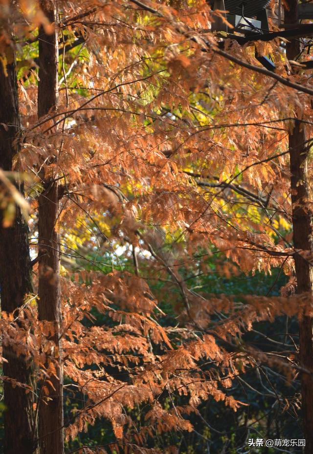 汉口江边池杉换装了，秋日暖橘色叶片，随手一拍都是绝美画面