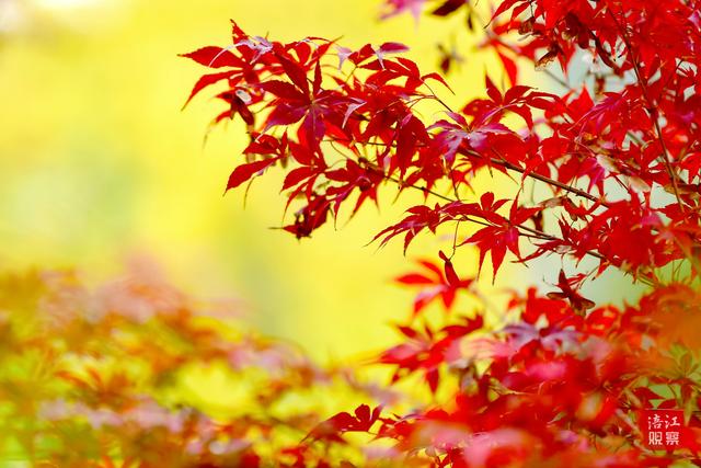 初冬时节，层林尽染，心随景动