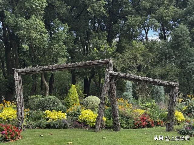 本周末起！来杨浦这个公园共赏“沪上最美菊花海”