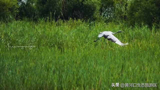 【黄河口生态旅游区】8月8日奥运冠军即将空降黄河口！超燃日程抢先看！