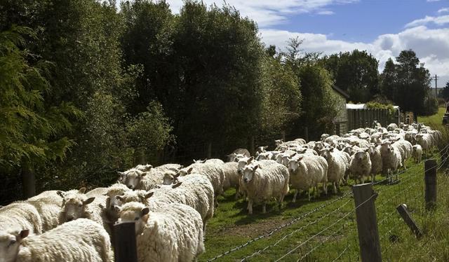 中世纪传统活到现在，为羊群让道，纽伦堡年度奇观引热议