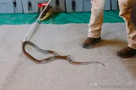 老人说：进家的蛇不能打，打了会怎么样？有什么科学道理图片