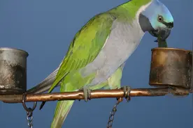 为什么上班族要慎养鹦鹉？看完这个你就明白了图片