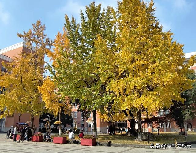 跟着法国总统游成都，24小时内去了哪些景点？成都真的太美了！