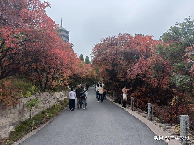 无为在歧路，济南红叶谷
