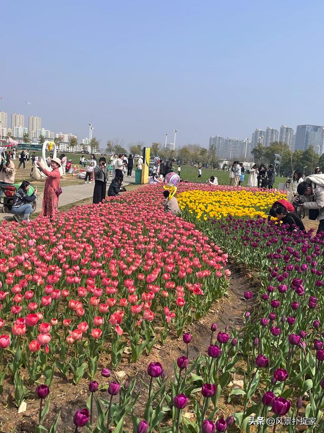 南昌马兰圩湿地公园郁金香花盛开，赏花圣地！