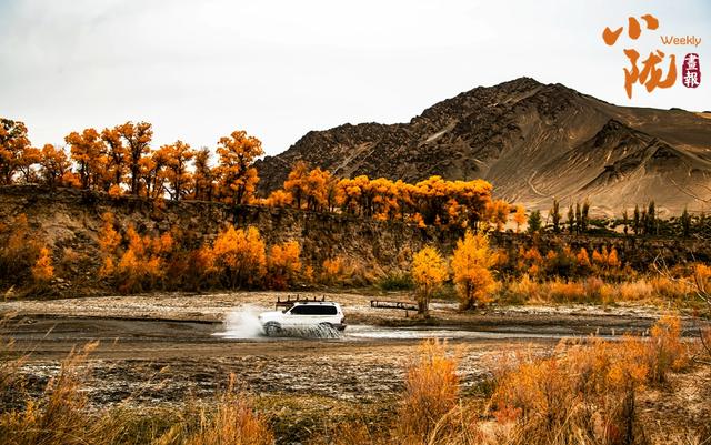 【小陇画报·427期】多坝沟胡杨峡 隐藏着大西北的极致秋色