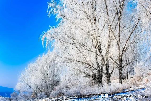 秦皇岛多地惊现雾凇奇观，玉树琼枝，绝美不输东北！